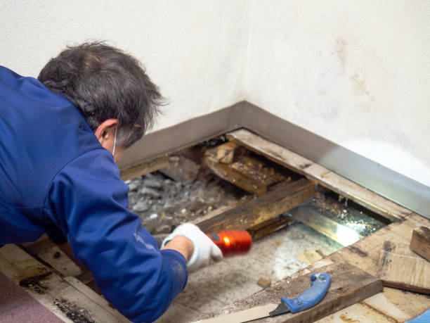 Best Professional Mold Removal  in Charlotte, NC