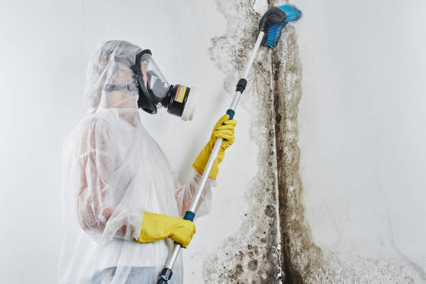 Best Toxic Mold Removal  in Charlotte, NC