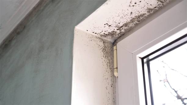 Best Certified Mold Removal  in Charlotte, NC