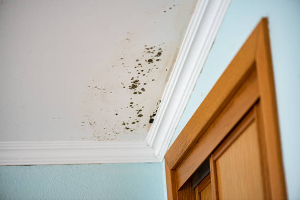 Best Certified Mold Removal  in Charlotte, NC