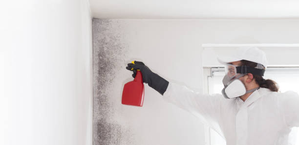 Best Affordable Mold Removal  in Charlotte, NC