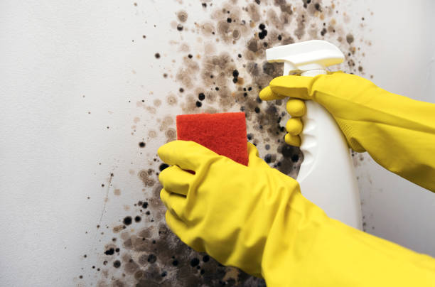 Trusted Charlotte, NC Mold Removal Experts