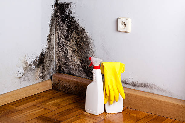 Best Fast Mold Removal  in Charlotte, NC