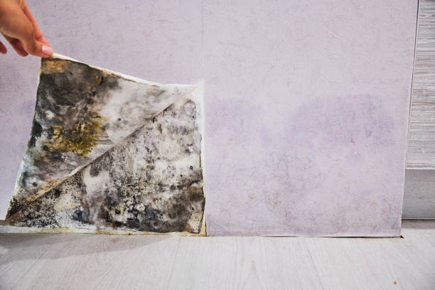 Best Commercial Mold Removal  in Charlotte, NC
